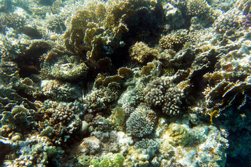 A nice photo of coral reef