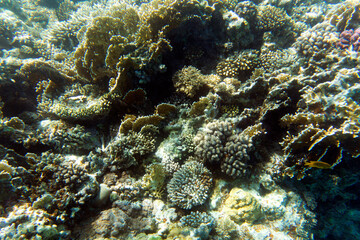 A nice photo of coral reef