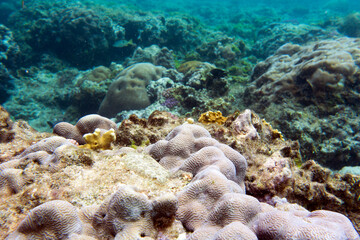 A nice photo of coral reef