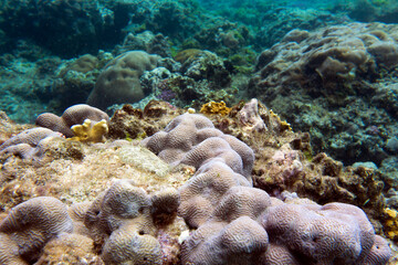 A nice photo of coral reef