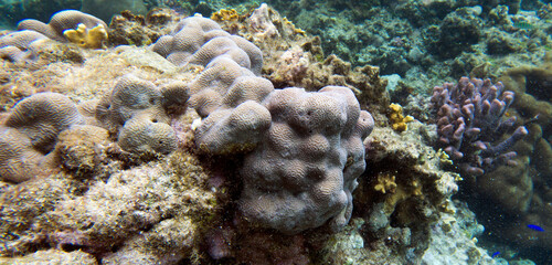 A nice photo of coral reef