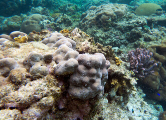 A nice photo of coral reef