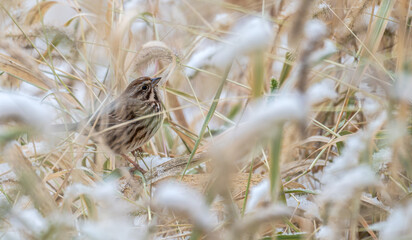 Song sparrow perched among dormant stalks of brown grasses with white fluffy tops in winter.