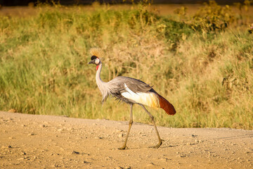 An african crested crane in Lake Nakuru Nationalpark, Kenya