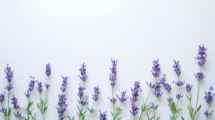 Naklejka premium Beautiful lavender flowers set against a white background.