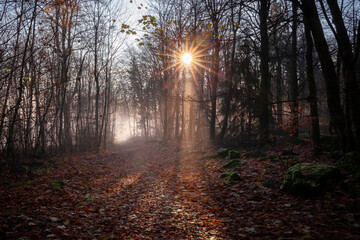 Obraz premium Sunrise in the misty forest