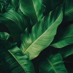 Obraz premium Lush green fern leaves with intricate details, captured in soft natural light, creating an eco-friendly and serene atmosphere