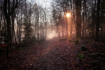 Obraz premium Sunrise in the misty forest