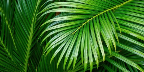 Close up of a natural tropical green palm leaf texture, foliage, natural, green
