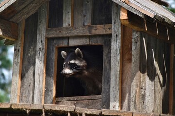 Raccoon looking around © Soraya