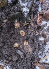 Plant muscari bulbs or grape hyacinth bulbs in late fall or early winter.