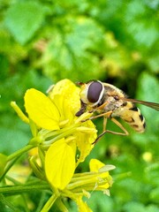 A hoverfly perched on a bright yellow flower, showcasing its black and yellow striped body, large...