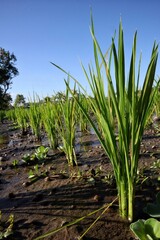 Fototapeta premium Young rice plants grow well in watery and muddy land against a blue sky background.