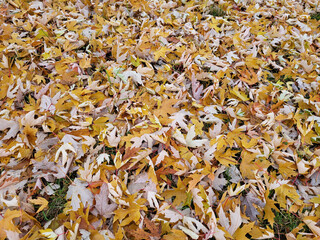 Autumn background of yellow fallen maple leaves.