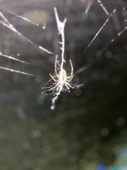 spider on a web