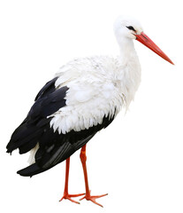 Stork isolated on white background