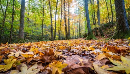 Vibrant Autumn Leaves Blanketing the Forest Floor in a Quiet Woodland Clearing