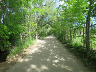 Tunnel of tree branches on the Boulder creek trail in early summer, Colorado