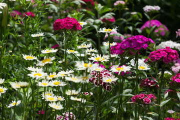 Bright flowering of Dianthus barbatus and white daisy in a flower bed in the garden in summer, background