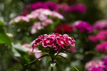 Bright Dianthus barbatus bloom in the flower bed in the garden in summer, background. A place for the text