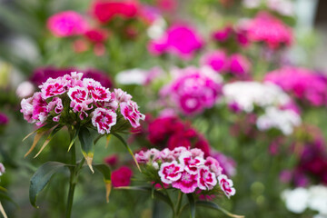 Bright Dianthus barbatus bloom in the flower bed in the garden in summer, background