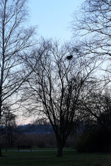 Fototapeta premium The photograph shows a tree with bare branches against the background of the evening sky, where the light part smoothly turns into darkness. A bench is visible at the foot of the tree