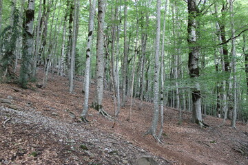 Parque Natural de Ordesa - Pirineos 2024 - 79