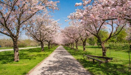 Obraz premium Blooming Cherry Blossom Trees Lining Quiet Pathway in Springtime Garden