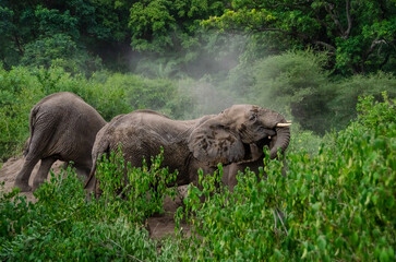 Elephants Elephants cleaning themselves in the sand in the Serengeti National Park in Tanzania, Africa.
