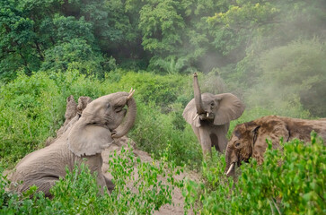 Fototapeta premium Elephants Elephants cleaning themselves in the sand in the Serengeti National Park in Tanzania, Africa. 