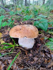 mushroom in the forest