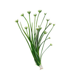 Fototapeta premium Fresh Chives Herb Bundle on White Background - Perfect for Cooking and Culinary Designs