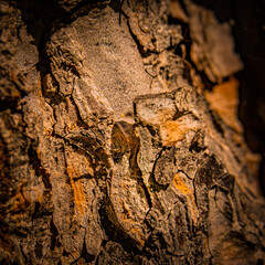 Hello winter tree bark