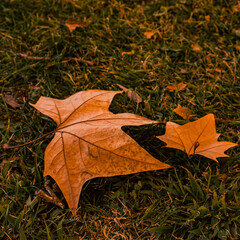 The leaves are falling