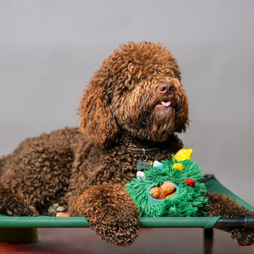Portrait of a barbet dog with a Christmas-themed dog toy.