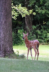 Fawn by Big Tree