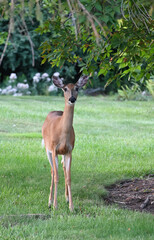 Deer in the Yard