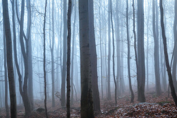 Misty forest