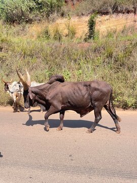 animal cameroun