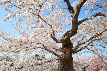 五稜郭公園の桜