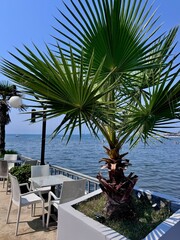 Fototapeta premium view of a seaside terrace with a table and chairs as well as a palm tree and the Adriatic Sea in the background on a sunny summer day 