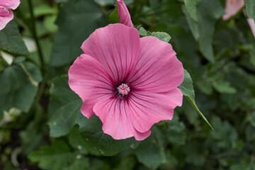 Lavatera flower close-up. Lavatera (lat. Lavatera) blooms on the lawn in the garden.