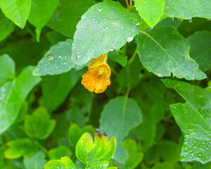 Impatiens capensis | Jewelweed | Spotted touch-me-not | Native North American Wetland Wildflower 