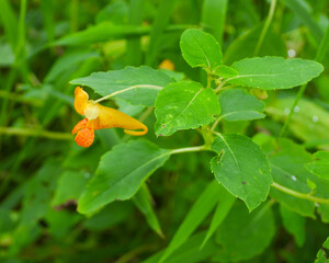 Impatiens capensis | Jewelweed | Spotted touch-me-not | Native North American Wetland Wildflower 