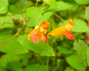 Impatiens capensis | Jewelweed | Spotted touch-me-not | Native North American Wetland Wildflower 