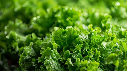 Lush Green Leafy Lettuce, Fresh and Vibrant, Close-Up View