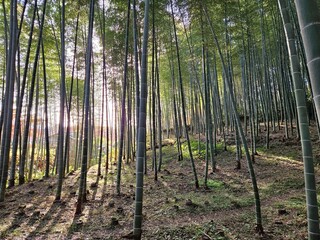 Peaceful bamboo forest on a sloped terrain. Sunlight filters through the tall, straight bamboo stalks, casting long shadows and dappled light on the grassy forest floor.