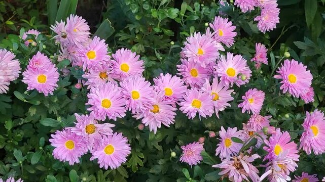 Pink chrysanthemums are quietly waving in a city flower bed