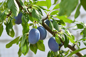 Ripe plums on a branch with green leaves in a summer garden.