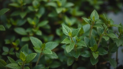 Fototapeta premium Blurred image of lush green plants and rippling water in natural background, serene, growth